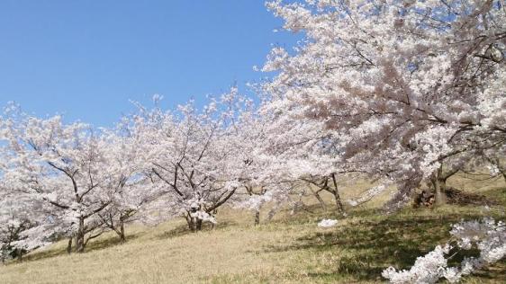 東八甲田家族旅行村「桜見ごろ」