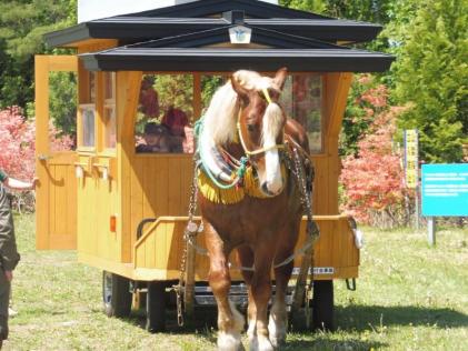 つつじロード観光馬車運行2016