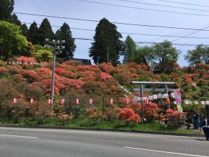 つつじ開花状況２０１９