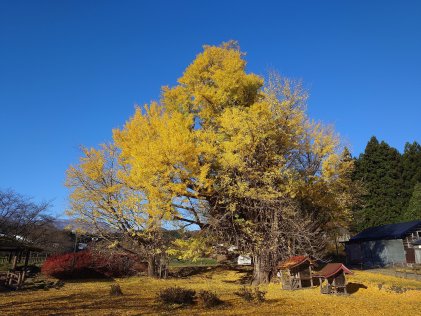 大銀南木 黄葉状況（11/16更新）