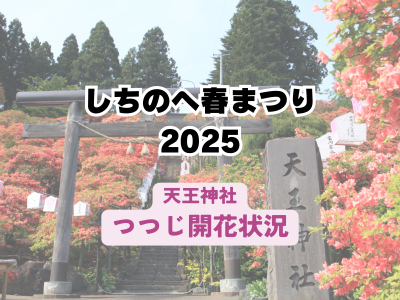 つつじ開花状況2025 ＠天王神社