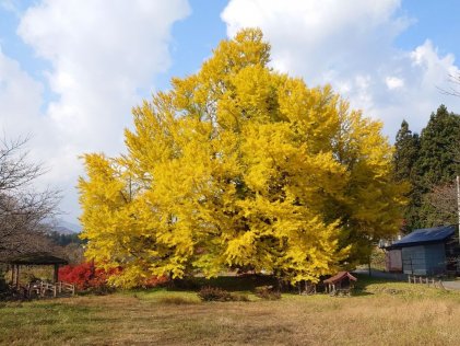 銀南木 黄葉状況2025(11/7)