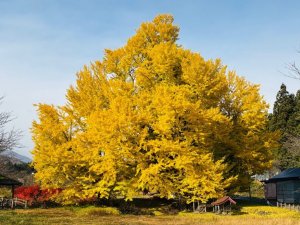 銀南木 黄葉状況2025（11/10）