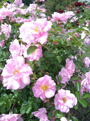 DSC_5776.JPG
