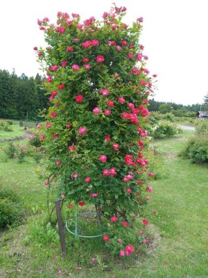 DSC_5660.JPG