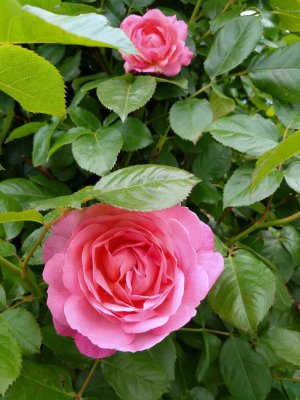 DSC_5664.JPG
