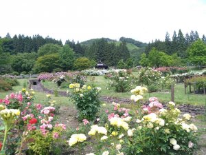 DSC_5775.JPG