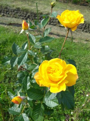 DSC_6639.JPG