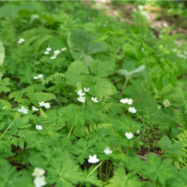 創造の森