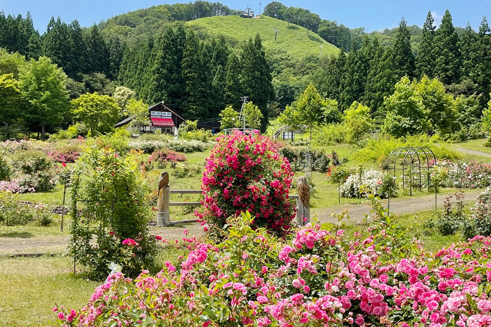 Eastern Hakkoda Rose Country