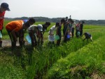 田んぼの生き物探し。名人から生き物の捕まえ方を教えてもらいました。