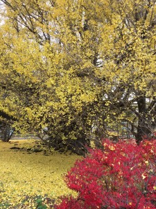 11.10大銀南 (22)