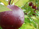 ２日目は「中村さんちのりんご園」でりんご収穫とアップルパイづくり！
