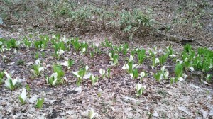 IMG_20160417_111115 (640x360)