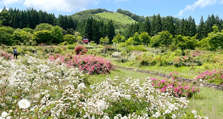 東八甲田ローズカントリー